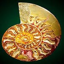 Ammonite