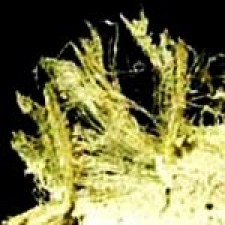 Chrysotile-Asbestos