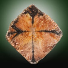 Chiastolite