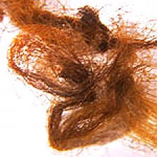 Mammoth Hair