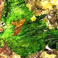 Szenicsite