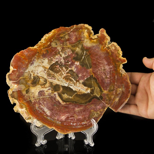 10.4 Brite Red Slice PETRIFIED WOOD Polished 2 Sides