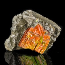 2.8" Dazzling CandyRed w-Green Iridescent Flashy AMMOLITE Fossil Canada for sale 2.8" Dazzling CandyRed w-Green Iridescent Flashy AMMOLITE Fossil Canada for sale
