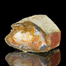4" Colorful PETRIFIED WOOD Log End with Polished Face & Bark Madagascar for sale 4" Colorful PETRIFIED WOOD Log End with Polished Face & Bark Madagascar for sale