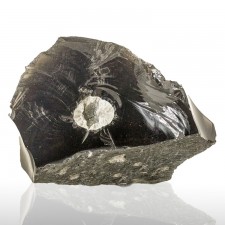 3.5" InkyBlackGlassy OBSIDIAN w-Fayalite+Cristobalite in Vug California for sale 3.5" InkyBlackGlassy OBSIDIAN w-Fayalite+Cristobalite in Vug California for sale