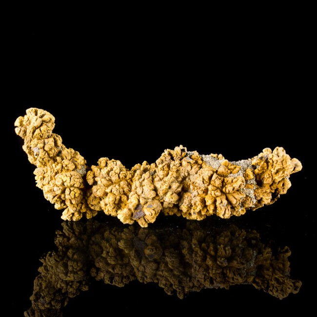 dinosaur poop fossil