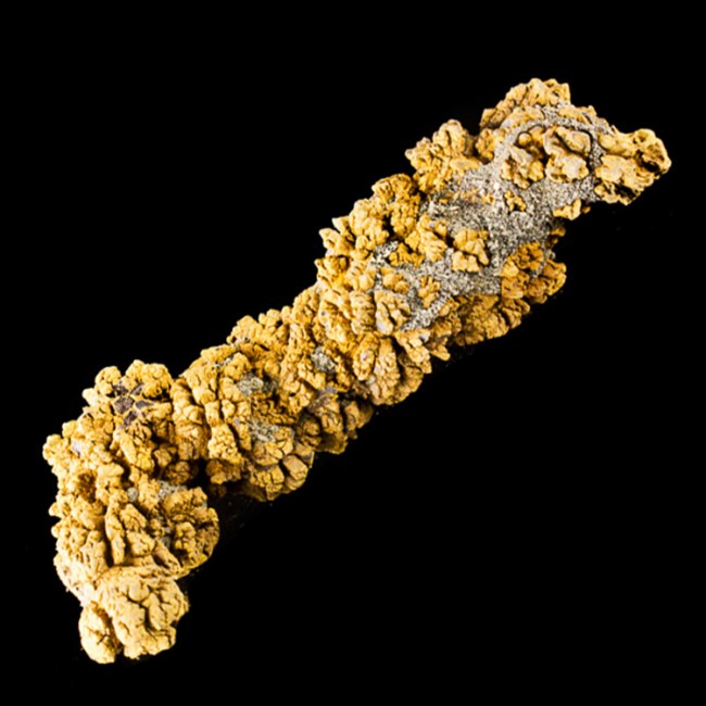 dinosaur poop fossil