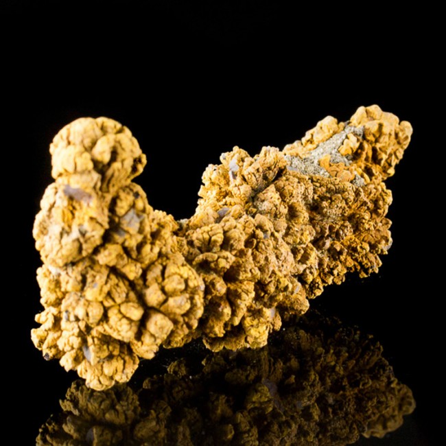 dinosaur poop fossil