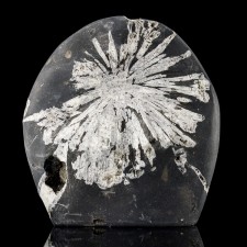 3.3" CHRYSANTHEMUM STONE White Andalusite Flower +Black Limestone China for sale 3.3" CHRYSANTHEMUM STONE White Andalusite Flower +Black Limestone China for sale