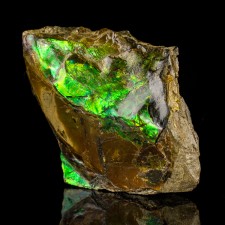 3.2" Fossil Green+Orange+Red Iridescent GEM AMMOLITE (Ammonite) Canada for sale 3.2" Fossil Green+Orange+Red Iridescent GEM AMMOLITE (Ammonite) Canada for sale