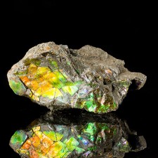 2.8" Fossil AMMOLITE Iridescent Neon Electric Red-Orange-Green Canada for sale 2.8" Fossil AMMOLITE Iridescent Neon Electric Red-Orange-Green Canada for sale